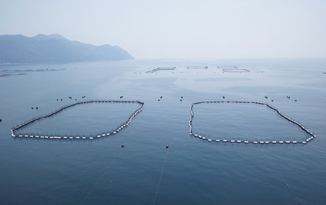 Bluefin tuna farm that uses feed made from food processing leftovers