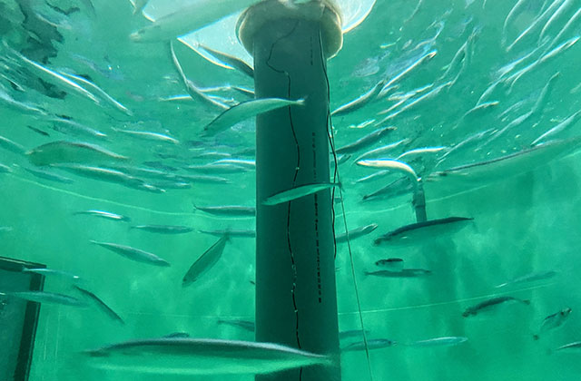 Saury in breeding tests in the development center’s land-based testing tank