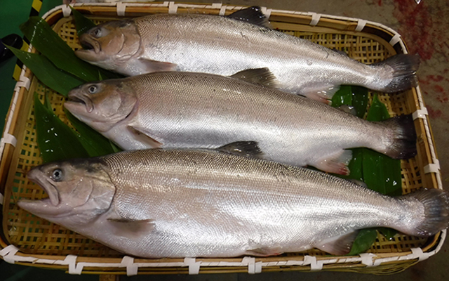 Some adult cherry salmon weigh more than 4kg