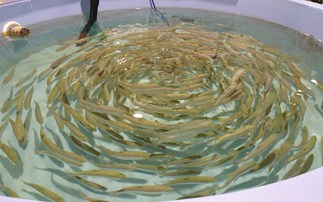 The water in the rearing tank is filtered as it circulates through a closed-loop land-based aquaculture system.