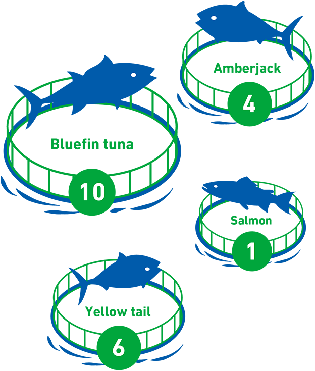 Amberjack 4, Bluefin tuna 10, Salmon 1, Yallow tail 6