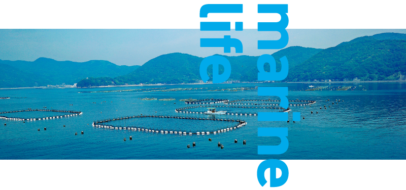 photo of a fish farm which has ASC cerification